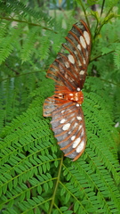 Citheronia azteca