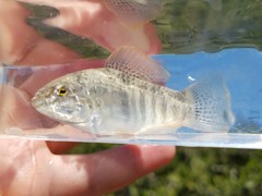 Floridichthys carpio