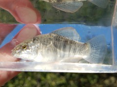 Floridichthys carpio