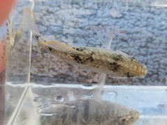 Floridichthys carpio