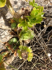 Aeonium arboreum