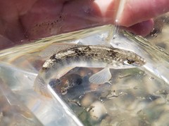 Floridichthys carpio