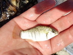 Floridichthys carpio