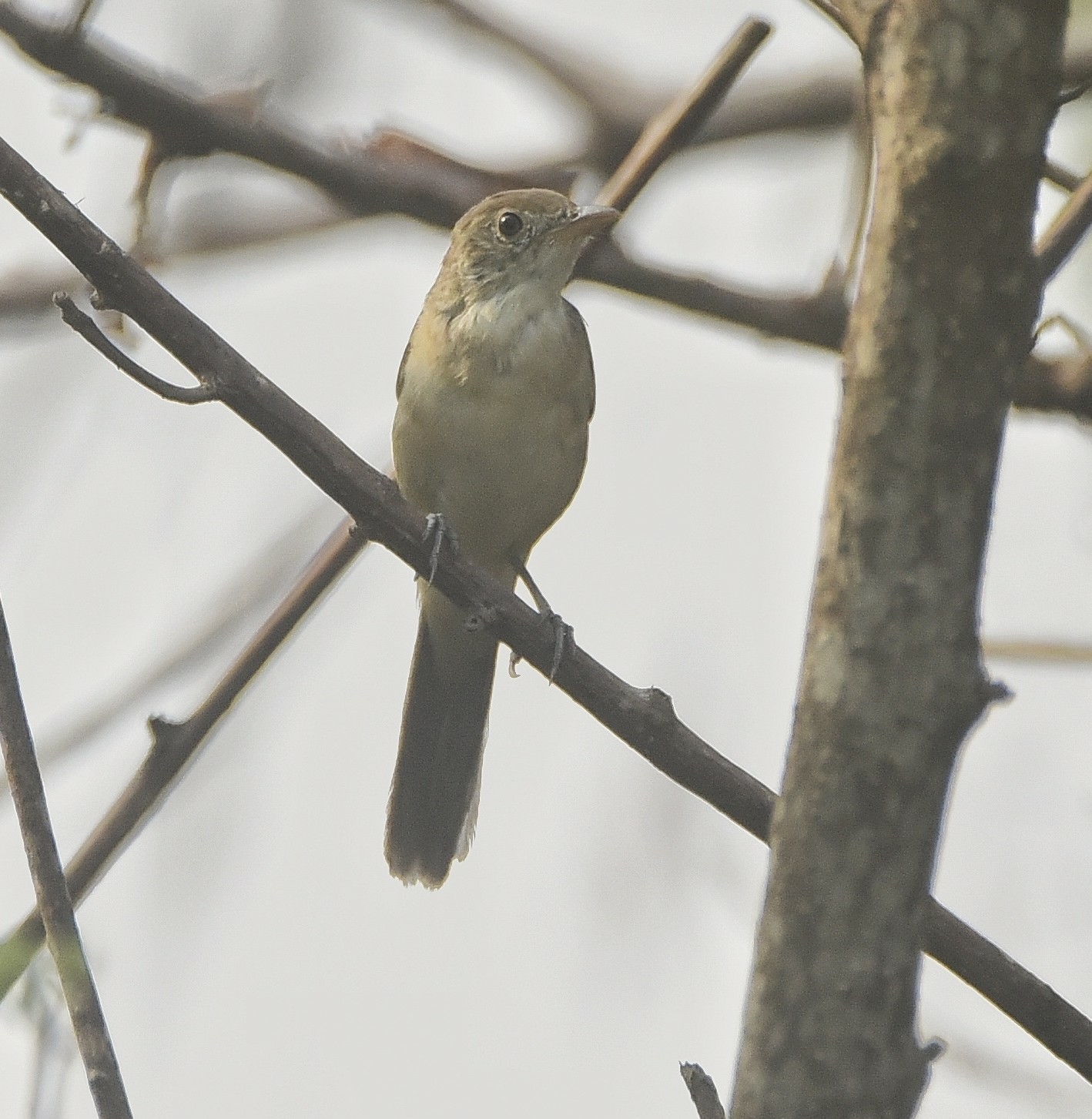 Thick-billed Warbler