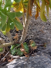 Aeonium arboreum
