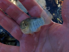 Floridichthys carpio