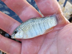 Floridichthys carpio