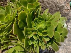 Aeonium arboreum
