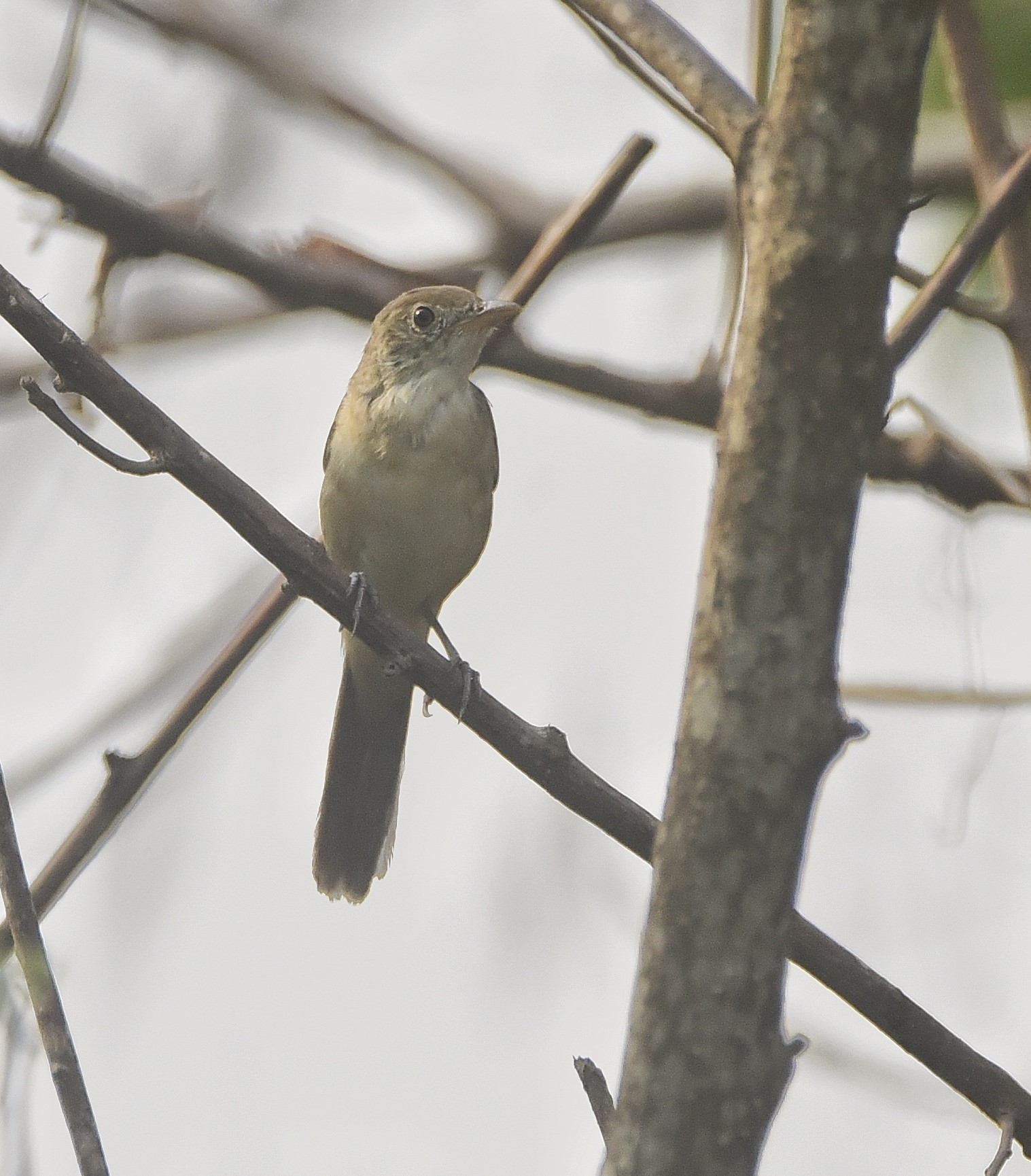 Thick-billed Warbler