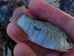 Floridichthys carpio