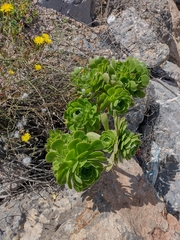 Aeonium arboreum