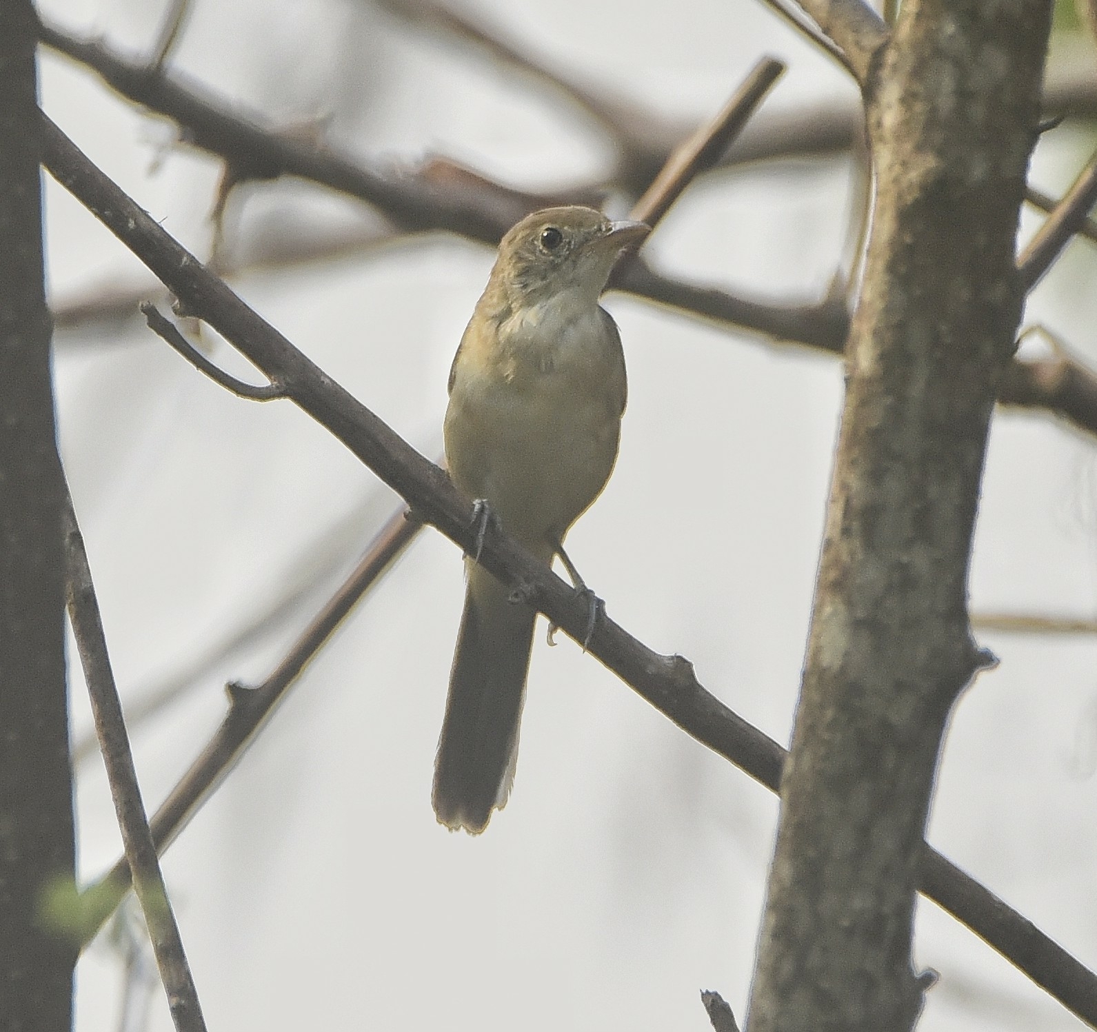 Thick-billed Warbler