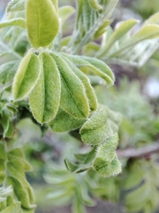 Caragana arborescens