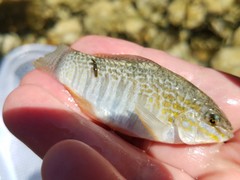 Floridichthys carpio