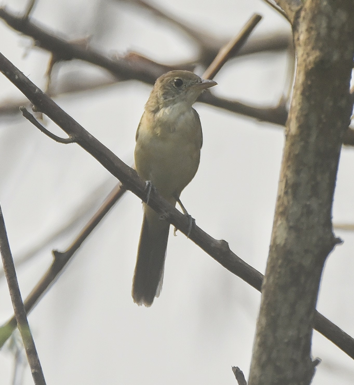 Thick-billed Warbler