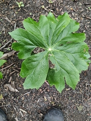 Podophyllum peltatum
