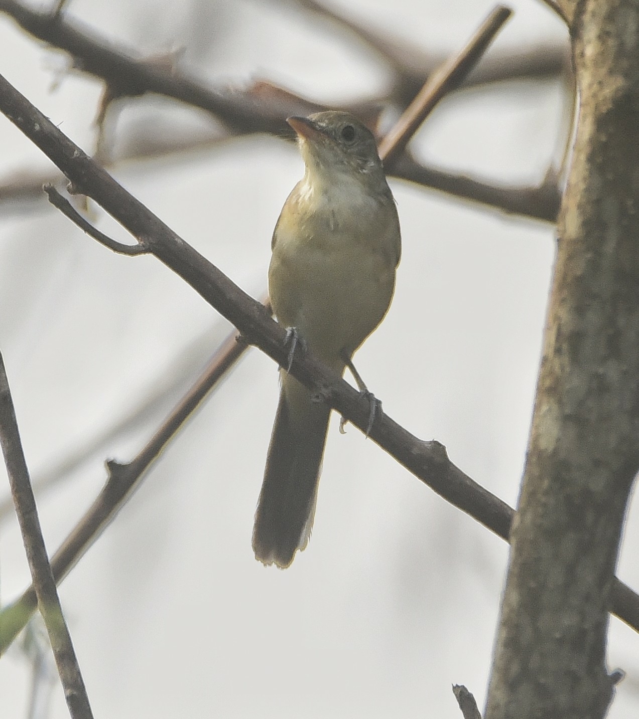 Thick-billed Warbler