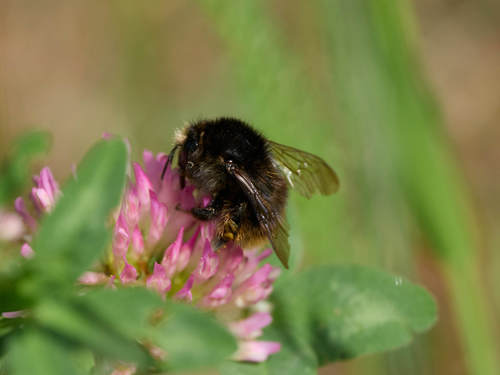 Brown-banded Carder-Bumble bee photo 3