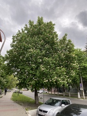 Aesculus hippocastanum