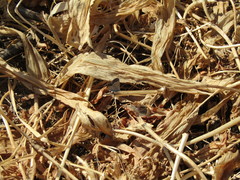 Pseudophilotes vicrama