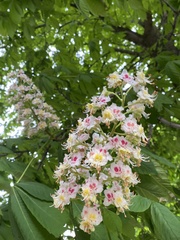 Aesculus hippocastanum
