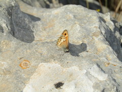 Coenonympha thyrsis