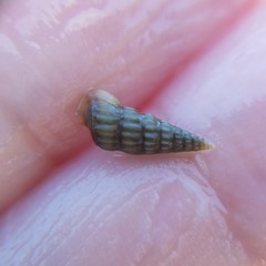 Cerithideopsis