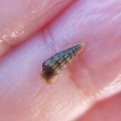 Cerithideopsis