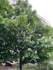Aesculus hippocastanum