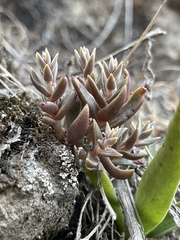 Dudleya parva