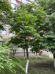 Aesculus hippocastanum