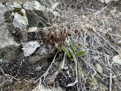 Dudleya parva