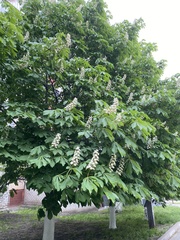 Aesculus hippocastanum