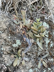 Dudleya parva