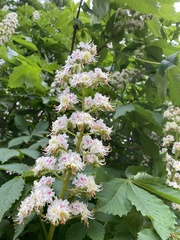 Aesculus hippocastanum