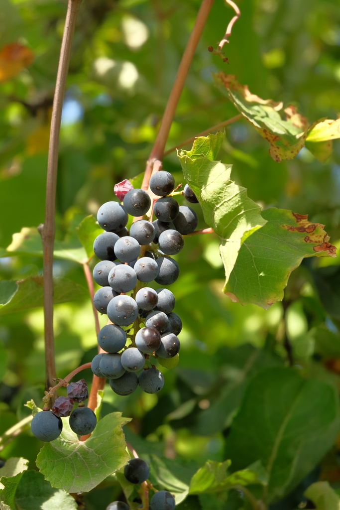 Vitis vinifera