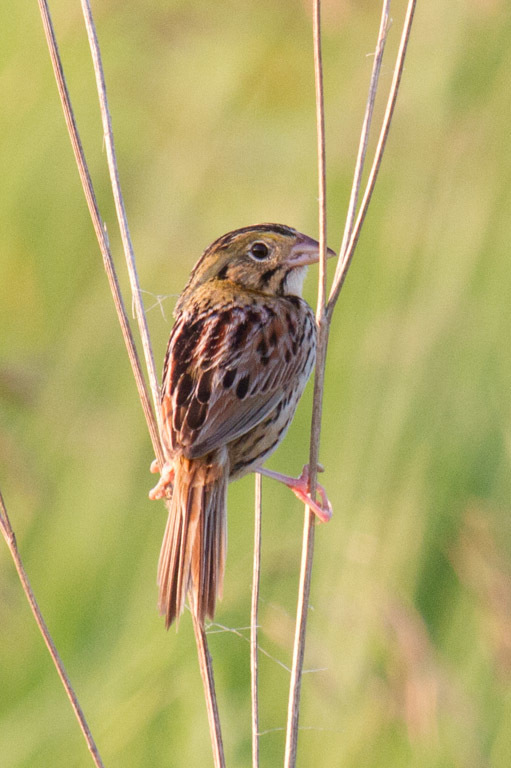Baird's and Henslow's Sparrows