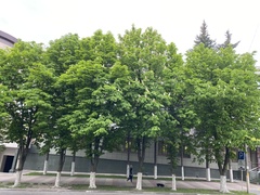 Aesculus hippocastanum