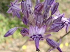 Triteleiopsis palmeri