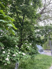 Sorbus aucuparia