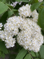 Sorbus aucuparia