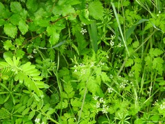 Chaerophyllum nodosum