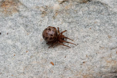 Enoplognatha marmorata