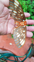 Citheronia azteca