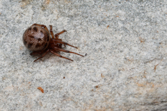 Enoplognatha marmorata