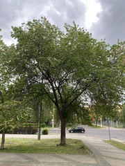 Ulmus