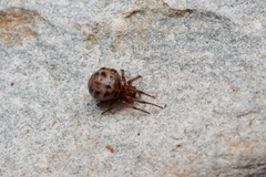 Enoplognatha marmorata