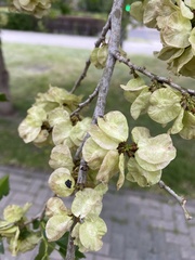 Ulmus