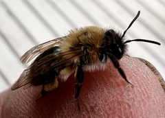 Andrena nitida