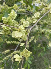 Ulmus pumila